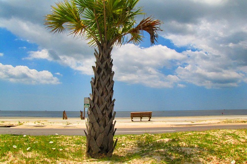 This is a picture of a tree, and we're using it as sample image 2