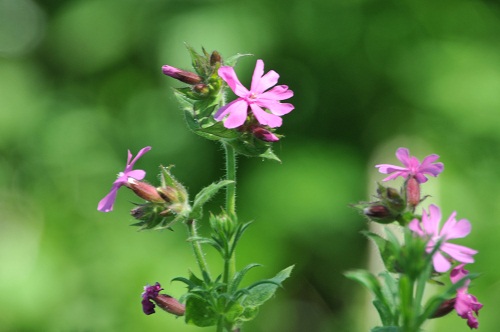 This is a picture of a flower, and we're using it as sample image 3